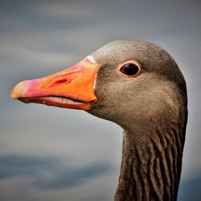 GovernanceGoose