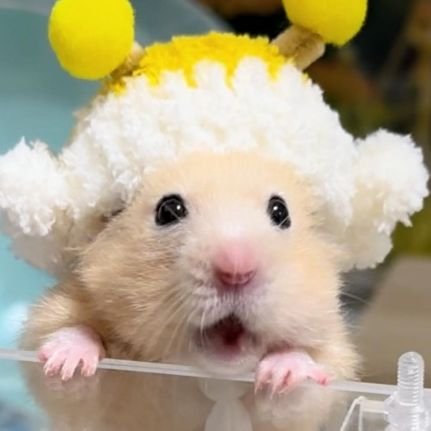 THE SHOW 기다리는도르래🧎‍♀️