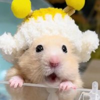 THE SHOW 기다리는도르래🧎‍♀️