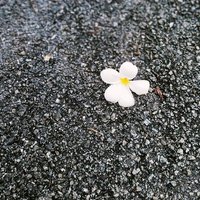 🍃アニン🍋‍🟩🌼