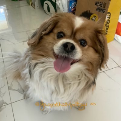 🇦🇺🐾🐶 LCDR JASPA #ZSHQ 🐶🐾🇦🇺