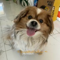 🇦🇺🐾🐶 LCDR JASPA #ZSHQ 🐶🐾🇦🇺