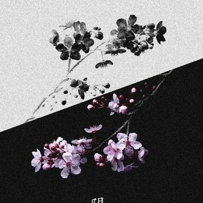 🇨🇮✨🇨🇮✨FORCÉMENT