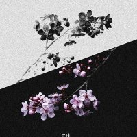 🇨🇮✨🇨🇮✨FORCÉMENT