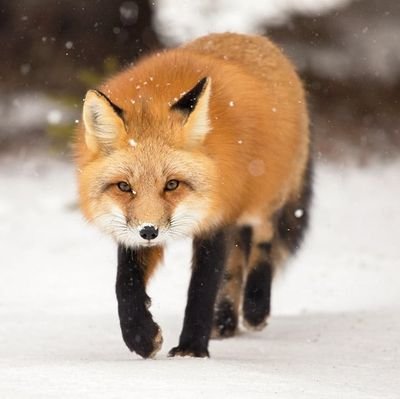 ken paquette ...Monachopsis