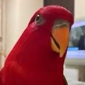 🪽🇪🇸Pájaro ROJO ❤️ 🇮🇨🇿🇦🍉✳️✳️✳️✳️✳️✳️✳️✳️