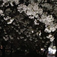 さまようひつじ。