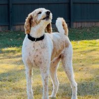 DWIGHT ⛳️🎯🐶🏈