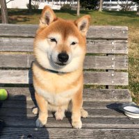 アユミフィーバー