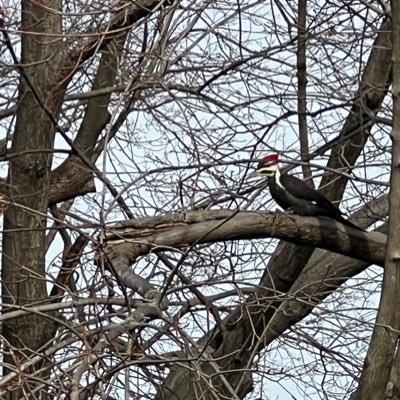 Susan Curtin “A Republic, if you can keep it”🇺🇦