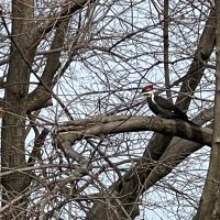 Susan Curtin “A Republic, if you can keep it”🇺🇦