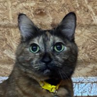 すこてぃっしゅ