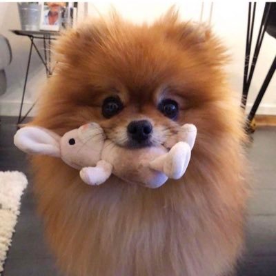 Dog The Treat Hunter 🦴🐇