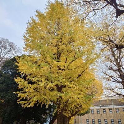 リアキノプテロン