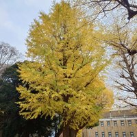 リアキノプテロン