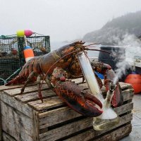 MakeAsylumsGreatAgain