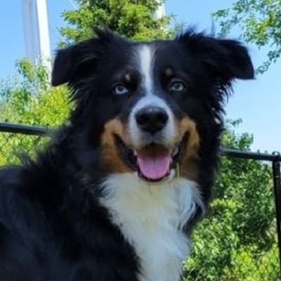 Jonesie🐕🐾, Leslie🇵🇱🇨🇭⚘️,🌈Kingston