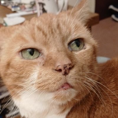 Rear Admiral Queen Misha