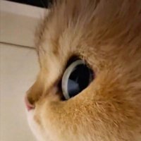 The Filé in Your Gumbo