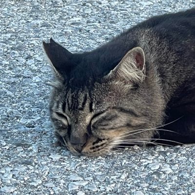 キューイ𓏗 𓏗