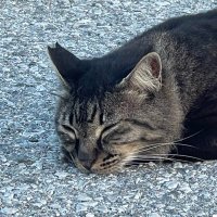 キューイ𓏗 𓏗