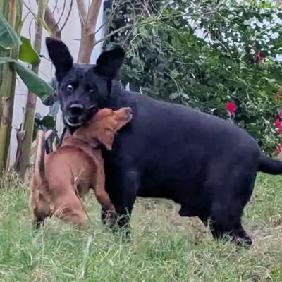 ᑭᖇᑌᖴᖴE et les Mounous au Yucatán ☀️