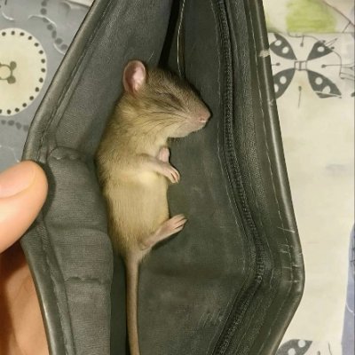 Joe JoeCLONE ❤️ Memecoin