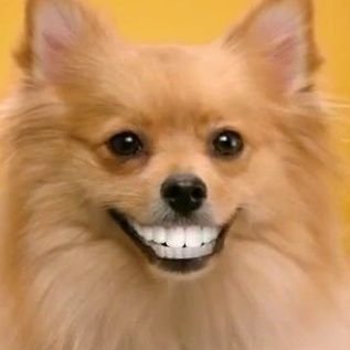 Λίτσα, η σκυλίτσα 🐶