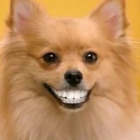 Λίτσα, η σκυλίτσα 🐶