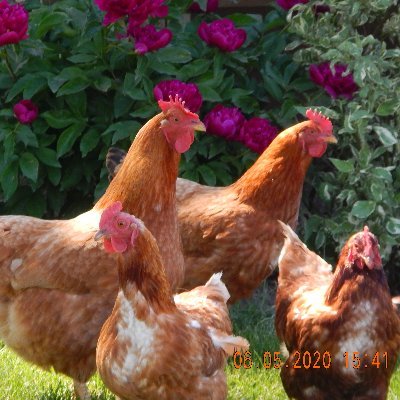 #FromAnywhere Shark 🏀