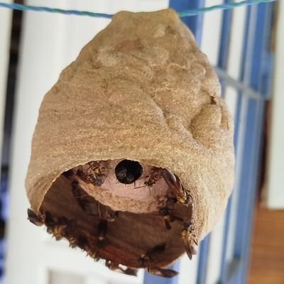 flor 44 💜🏁🦩🌵💉💉