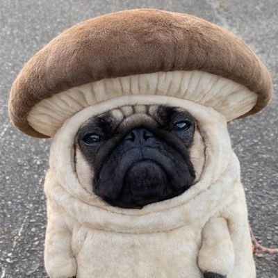 DaklozenNieuws(Rafaël)🟥