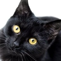 ブラキャッ（みふぉーく）DQX ark