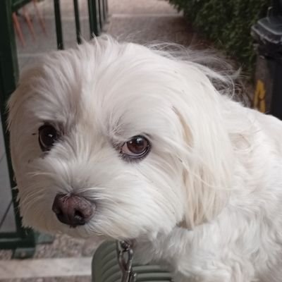 διαβολάκος 😈(Ρομπέρτο Μπενίνι)