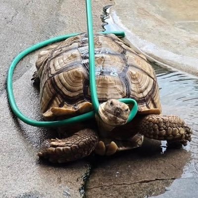 พลอยอยากเกิดเป็นเต่า🐢