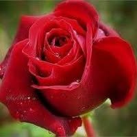 MariPalestinaLivre - SOCIALISTA- ESQUERDA SEMPRE !