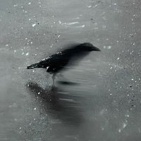 seeking a novid murder 𓅸𓅯𓅮