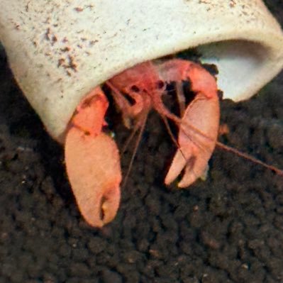 คีนคนเลี้ยงกุ้ง