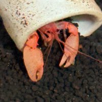 คีนคนเลี้ยงกุ้ง