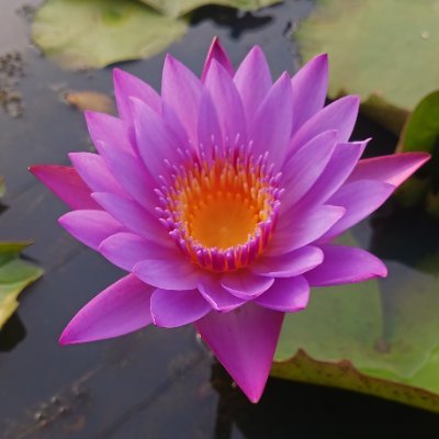 #SAVESABARIMALA 𑀤𑁂𑀯𑀳𑀽𑀢𑀺