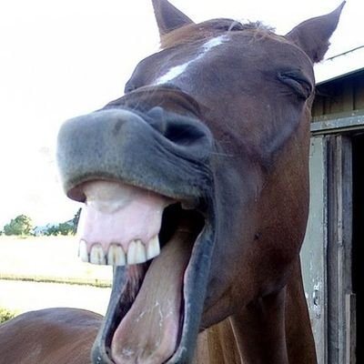 Zigeuner ohne Klarname 🇩🇪🦅