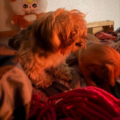 Neo//SHAMANICALIENTECHNOLOGIES