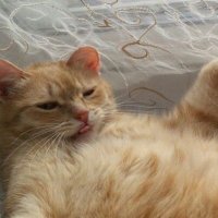 Кот Мяукать