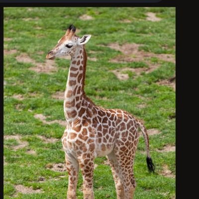 wayne akagi🇺🇸🙏🏼☮️