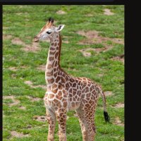 wayne akagi🇺🇸🙏🏼☮️