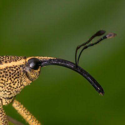 morgan! 🦖🏳️‍⚧️