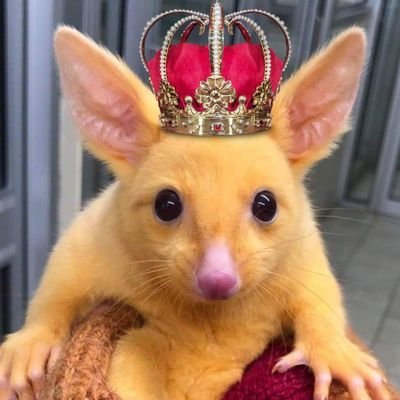 Dieter Wegner-Kinski