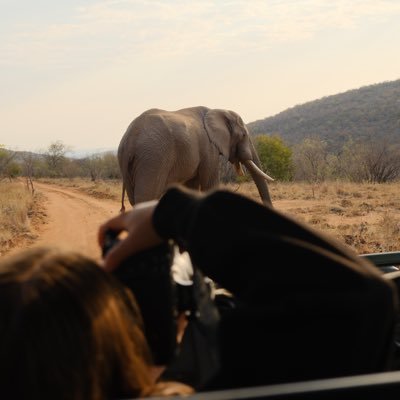 Perroquet Quête 🤡