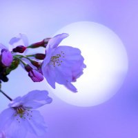 美月 桜🌸FANKS☆