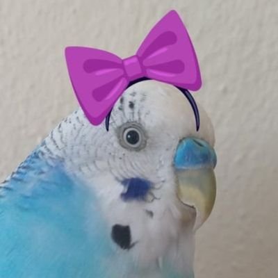 monna rosa✨️🐦